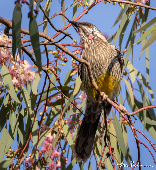 Red Wattlebird