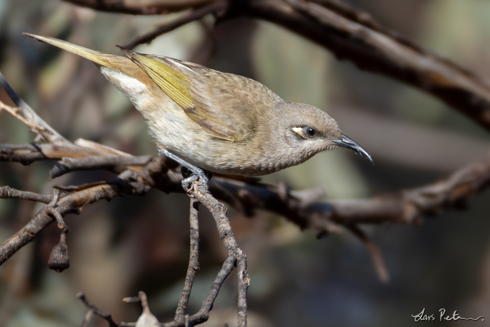 Brown Honeyeater