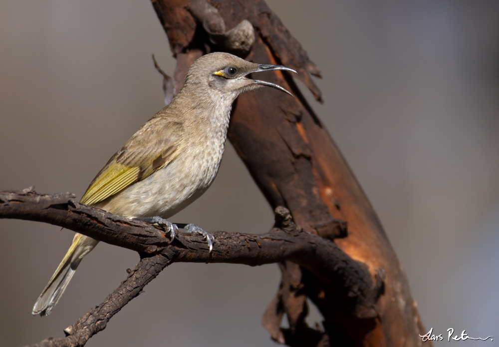 Brown Honeyeater