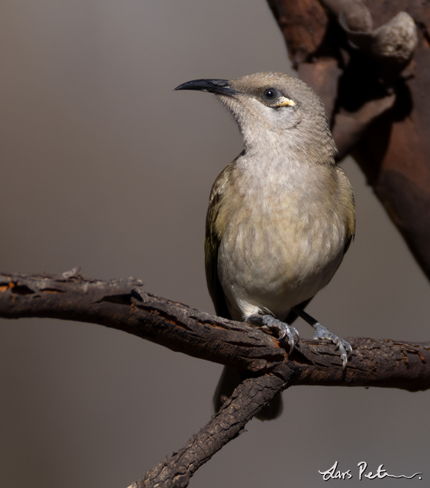 Brown Honeyeater