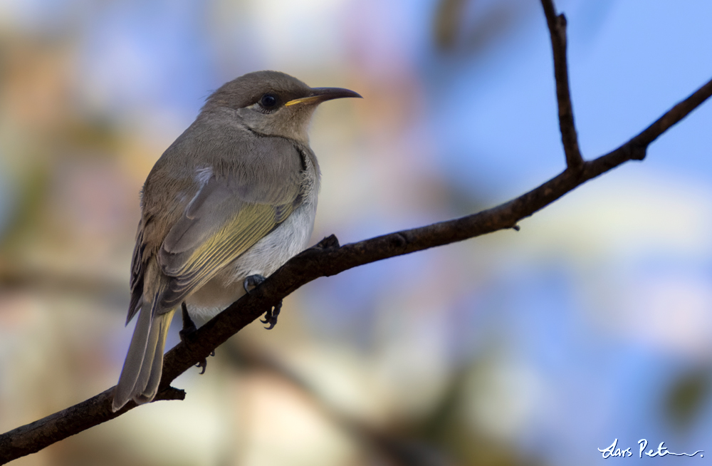 Brown Honeyeater