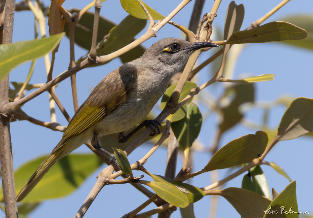 Brown Honeyeater