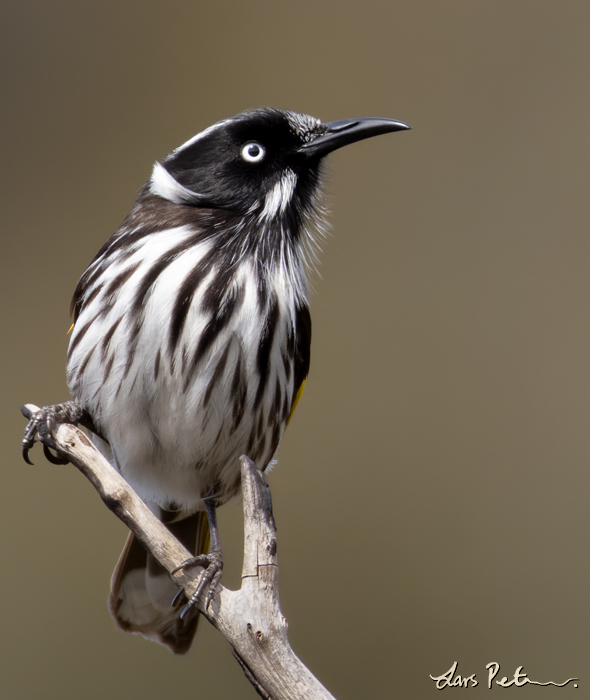 New Holland Honeyeater