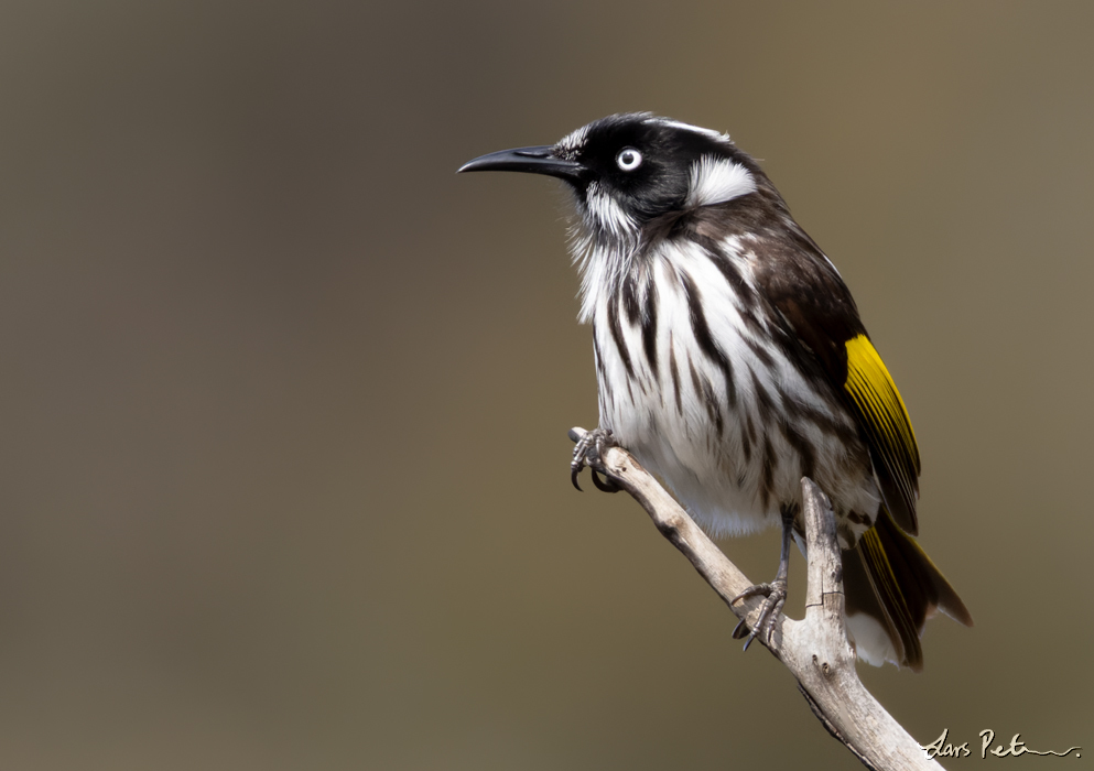 New Holland Honeyeater