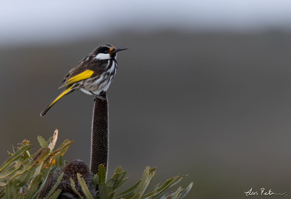 White-cheeked Honeyeater