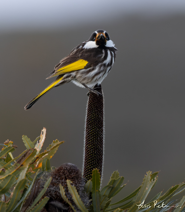 White-cheeked Honeyeater