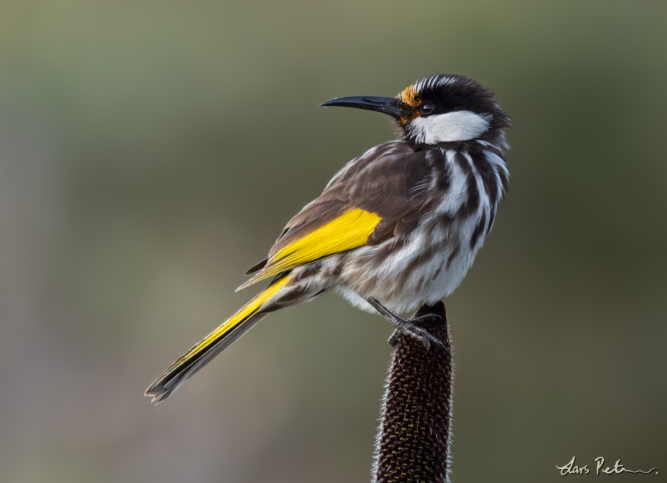 White-cheeked Honeyeater