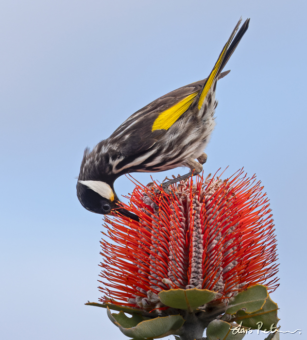 White-cheeked Honeyeater