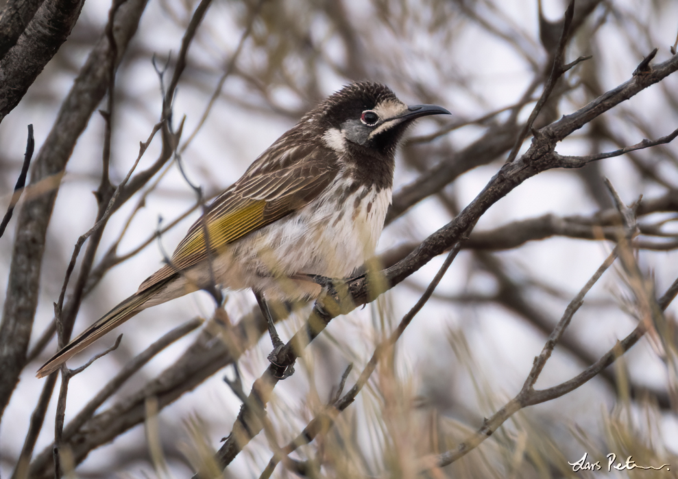 White-fronted Honeyeater