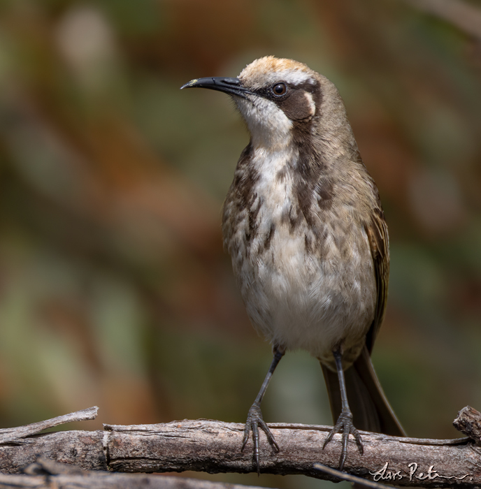 Tawny-crowned Honeyeater