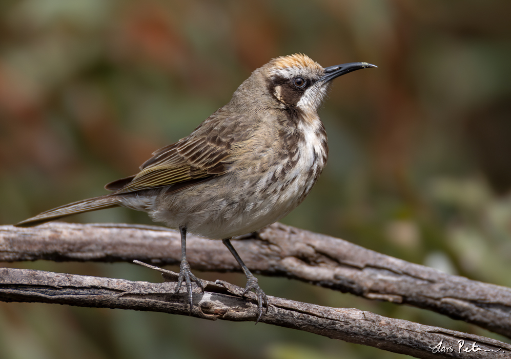 Tawny-crowned Honeyeater