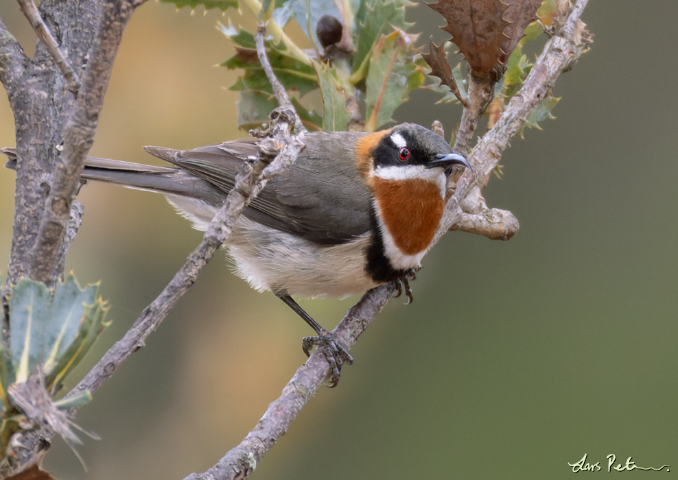 Western Spinebill