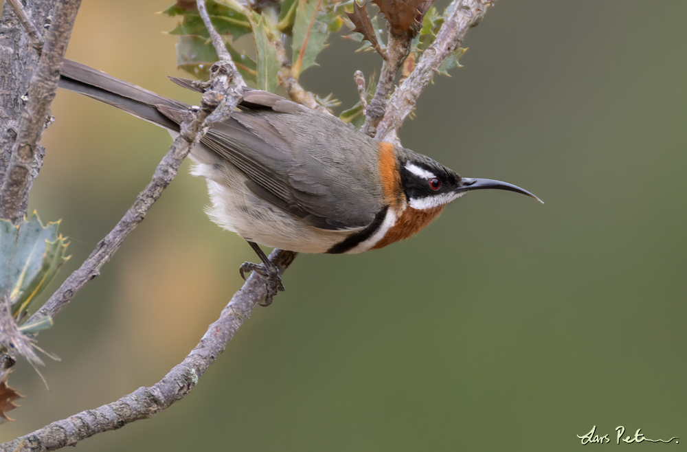 Western Spinebill