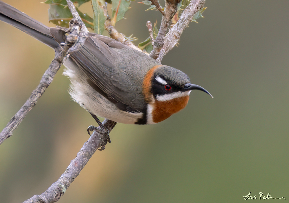 Western Spinebill