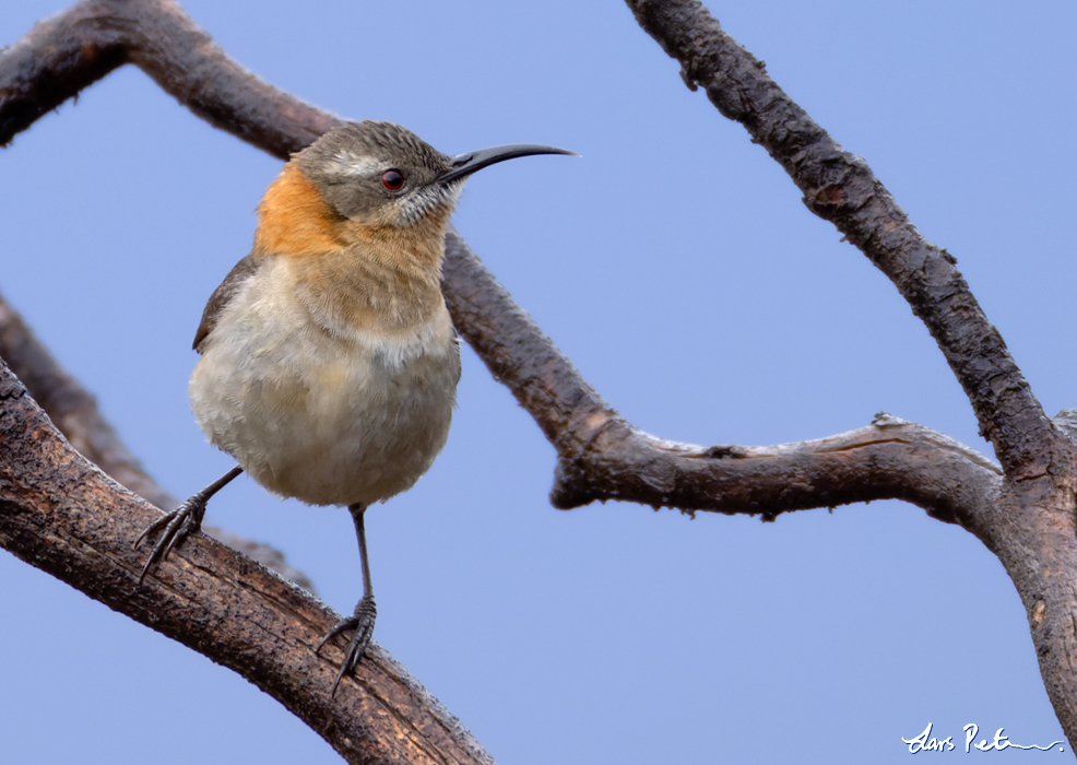 Western Spinebill