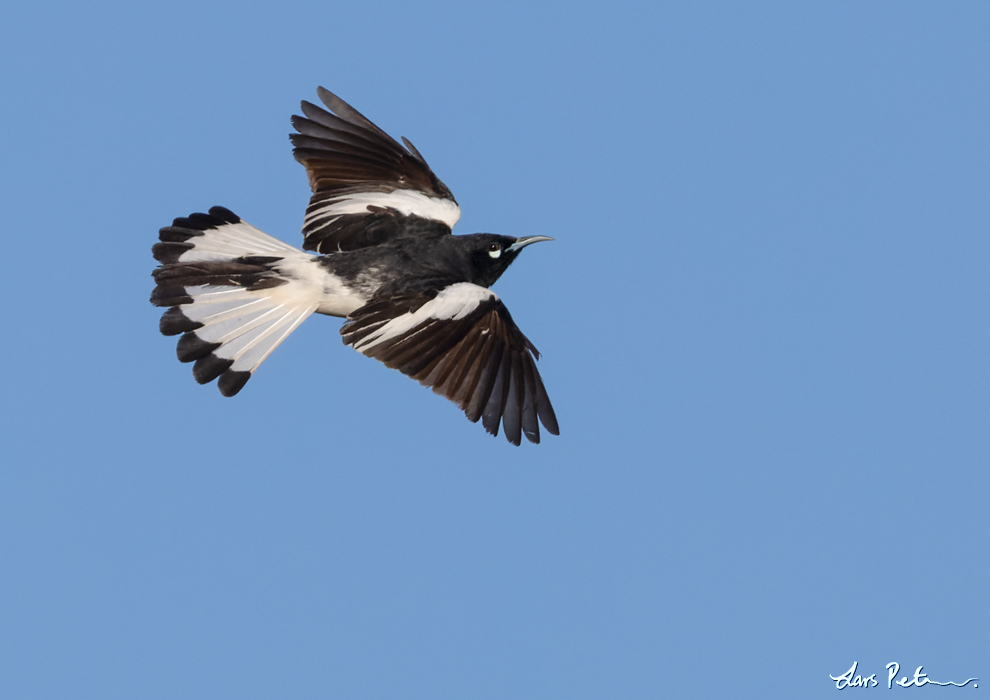 Pied Honeyeater