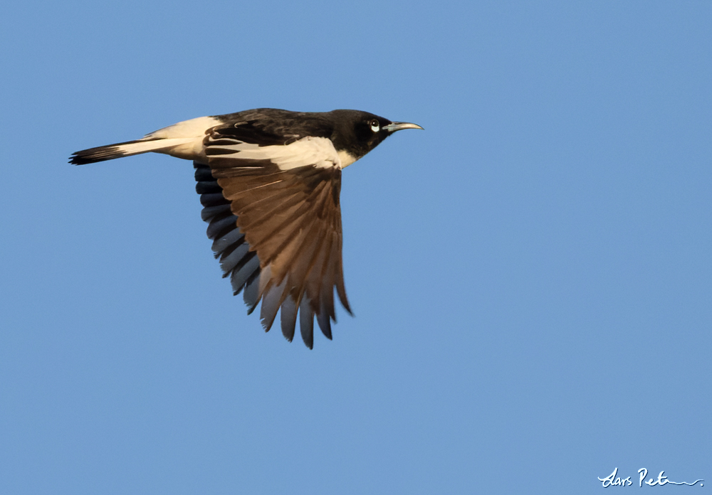 Pied Honeyeater