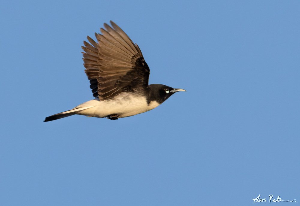 Pied Honeyeater