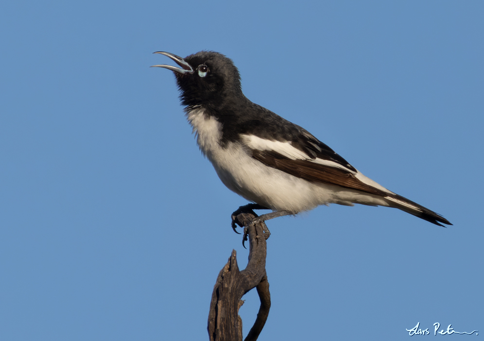 Pied Honeyeater