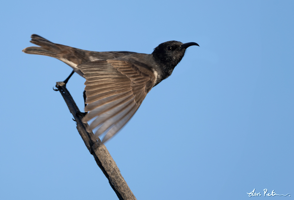 Black Honeyeater