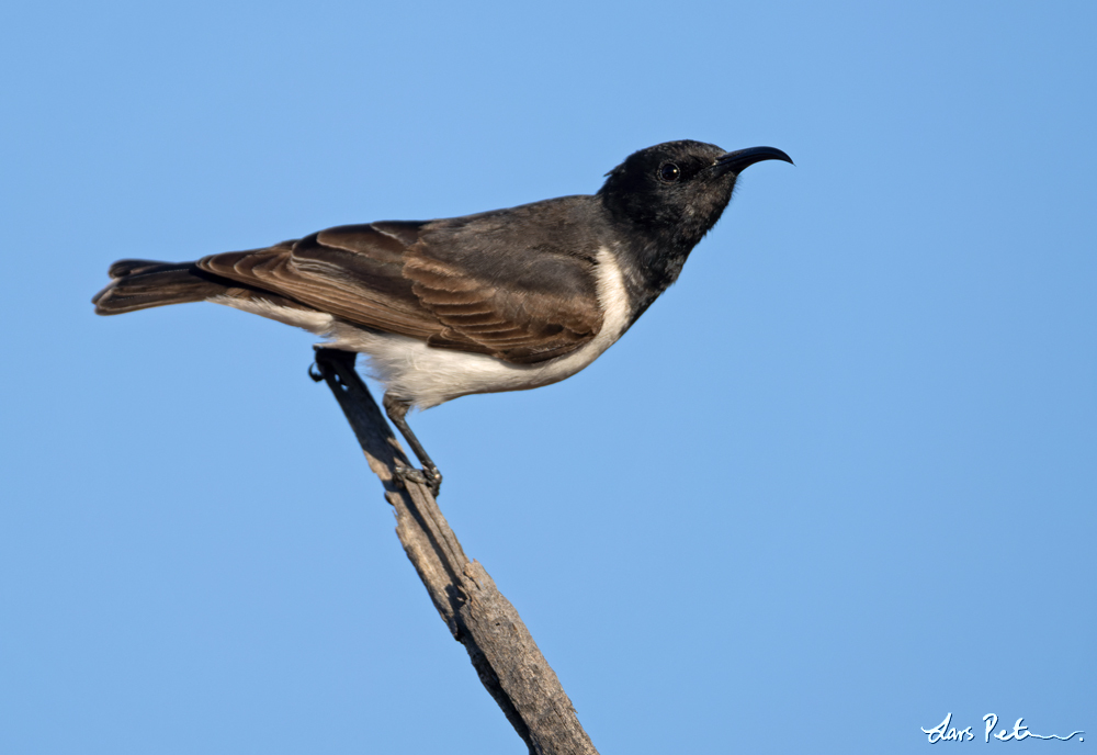 Black Honeyeater