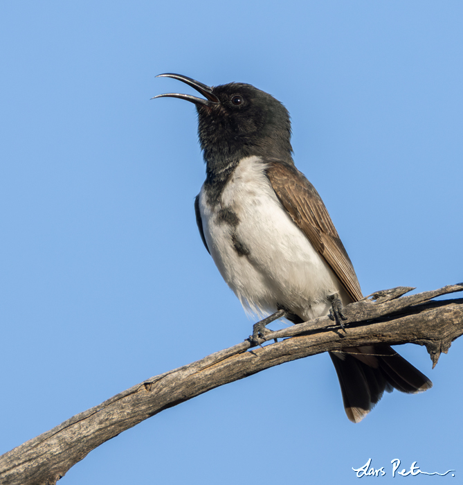 Black Honeyeater