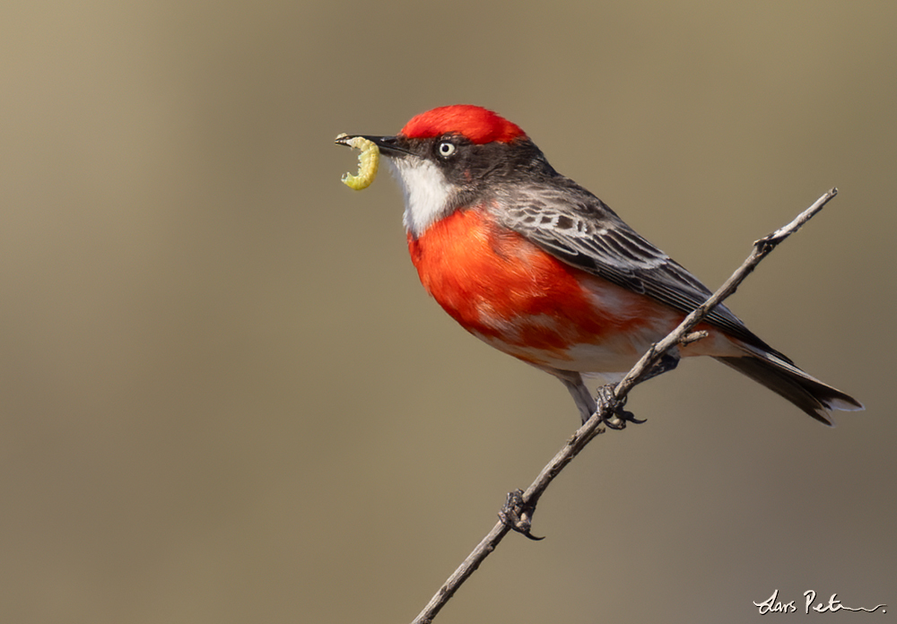 Crimson Chat