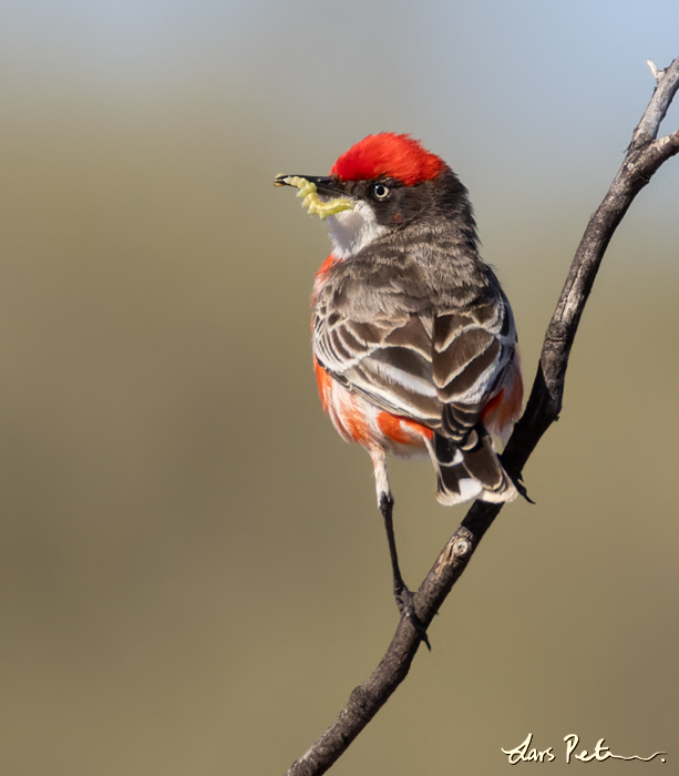 Crimson Chat