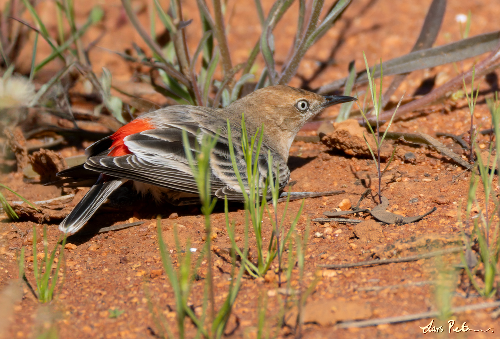 Crimson Chat