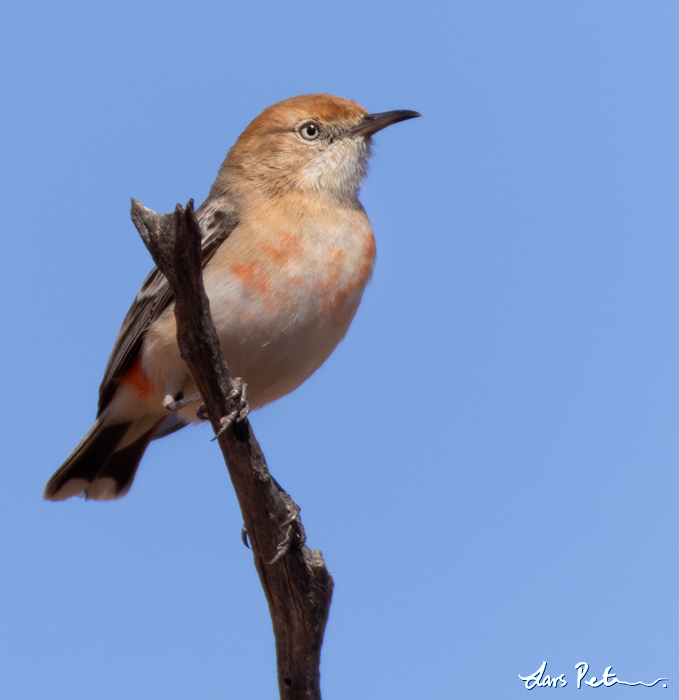 Crimson Chat