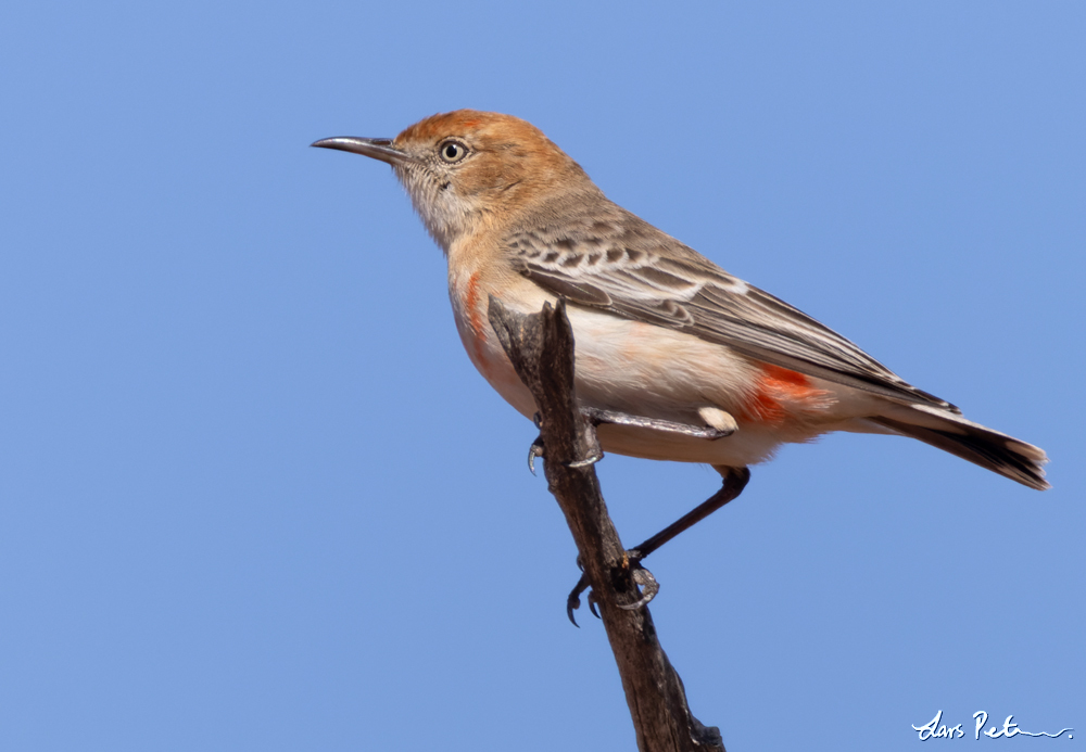 Crimson Chat