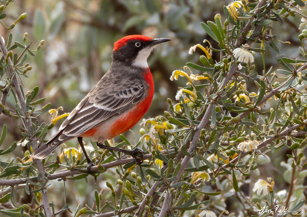 Crimson Chat