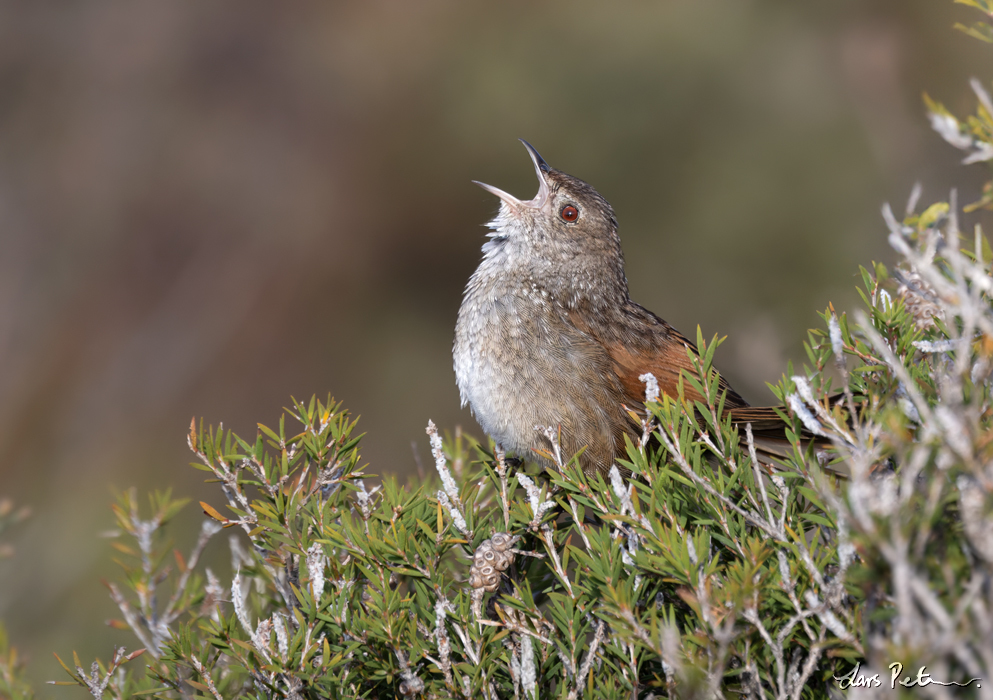 Western Bristlebird