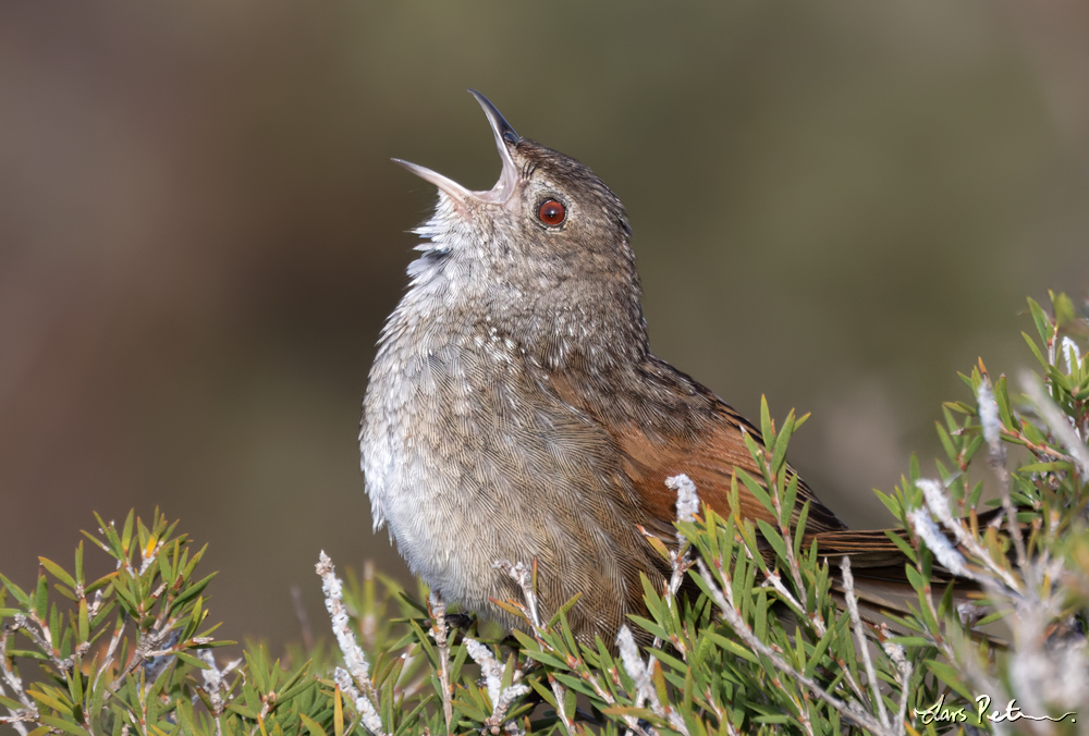 Western Bristlebird