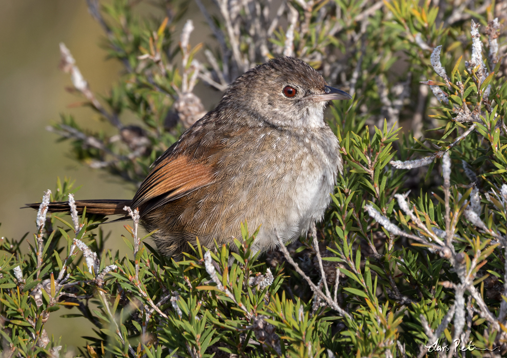 Western Bristlebird