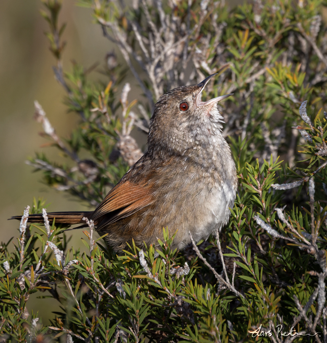 Western Bristlebird