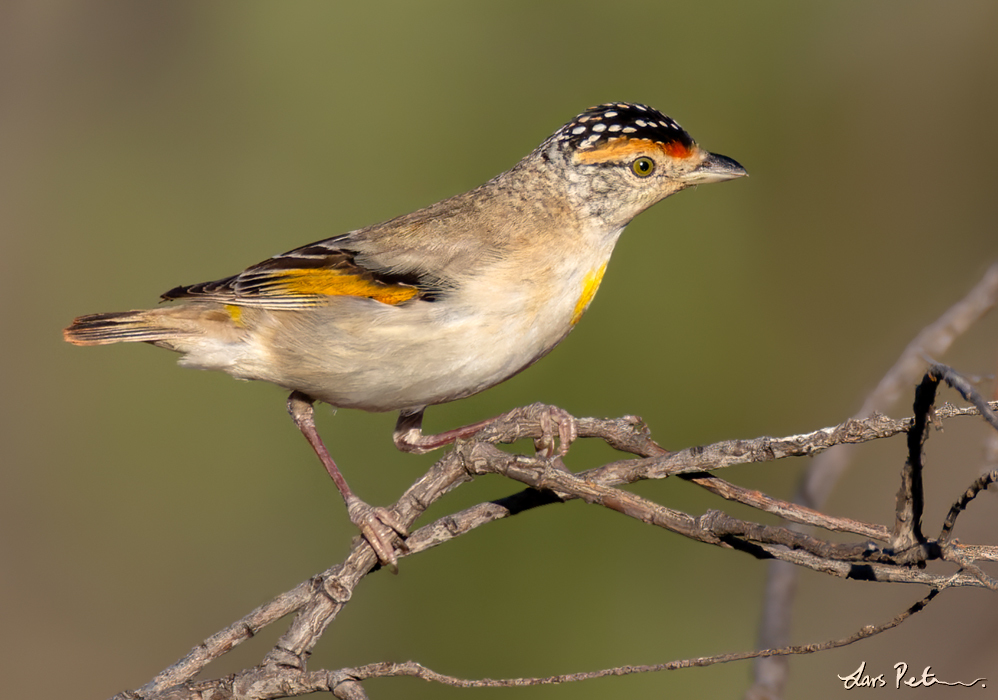 Red-browed Pardalote