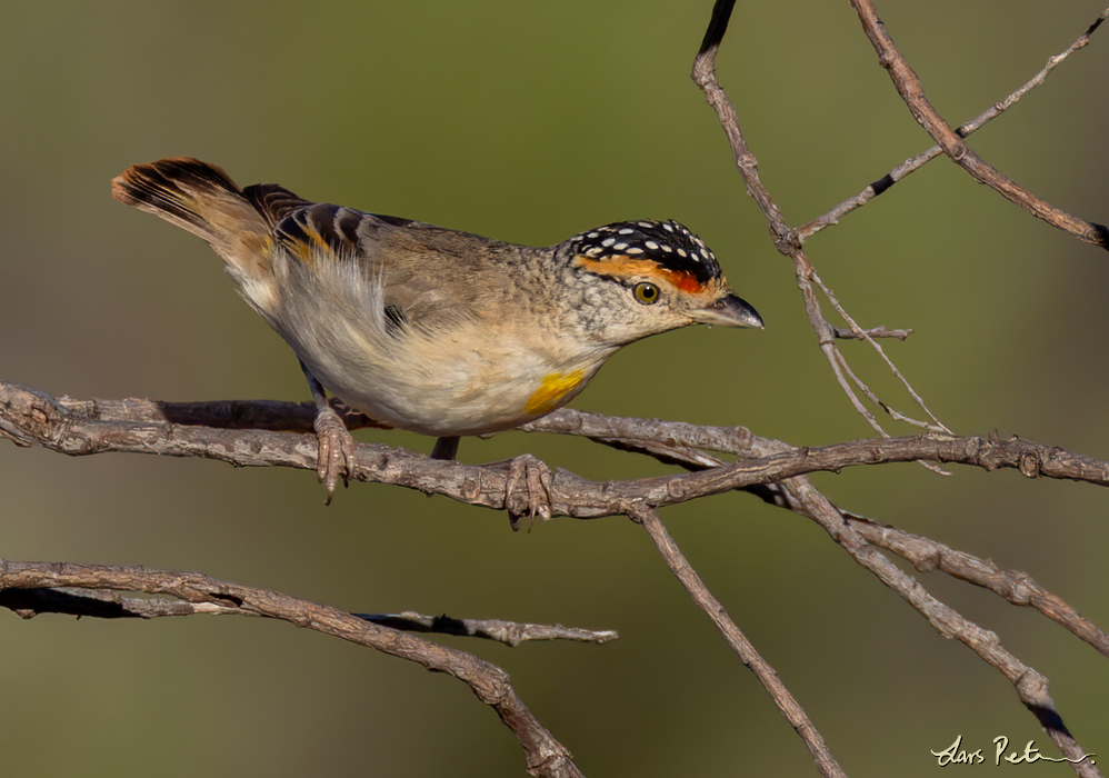 Red-browed Pardalote