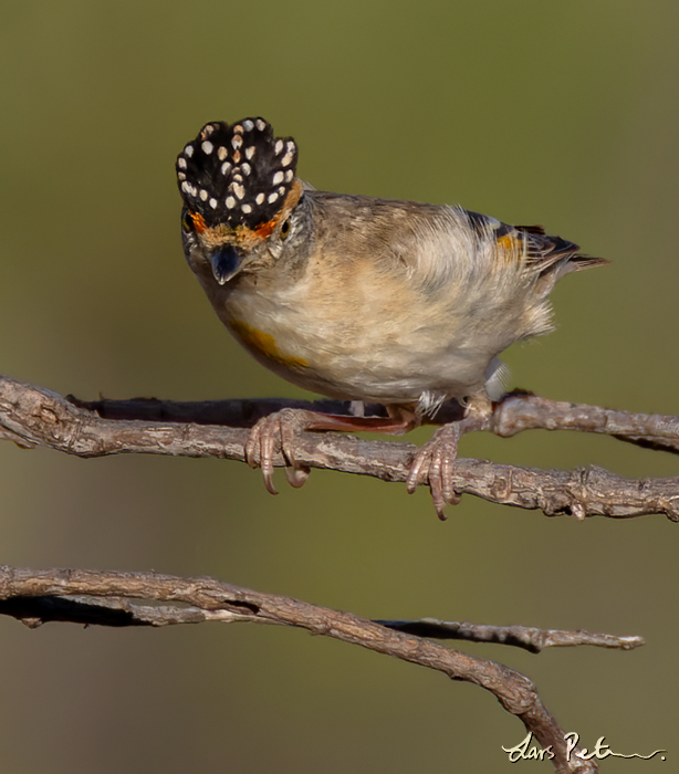 Red-browed Pardalote