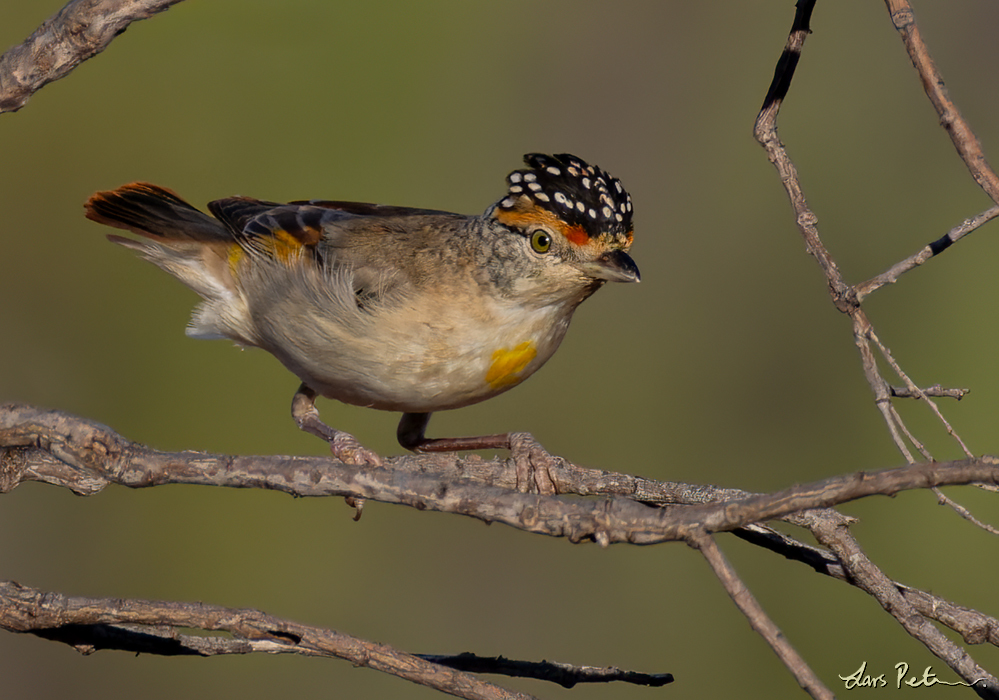 Red-browed Pardalote