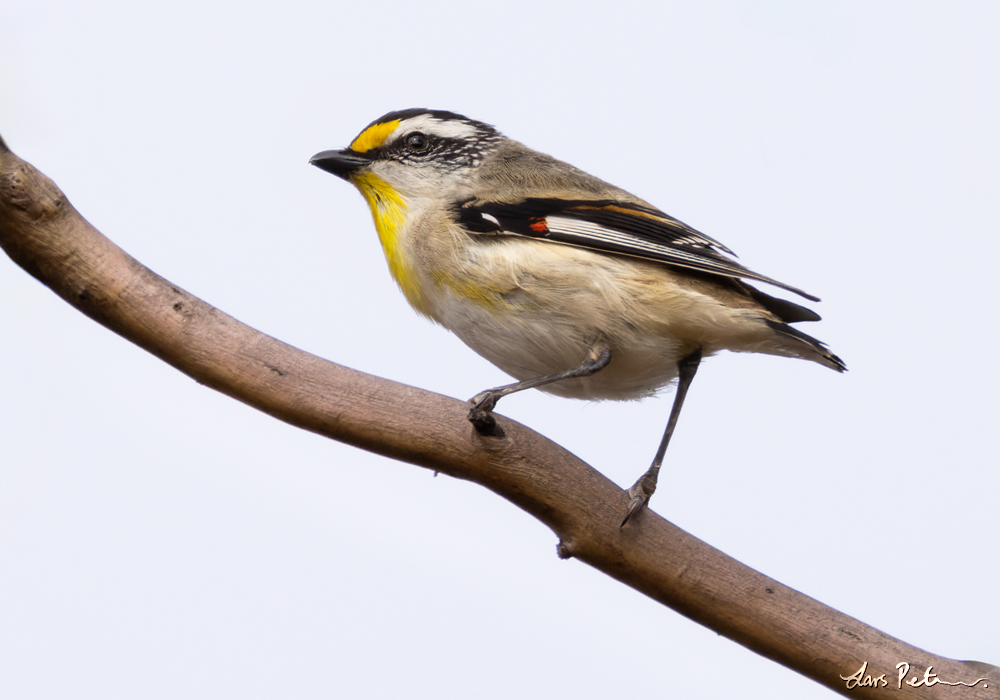 Striated Pardalote