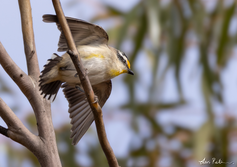 Striated Pardalote