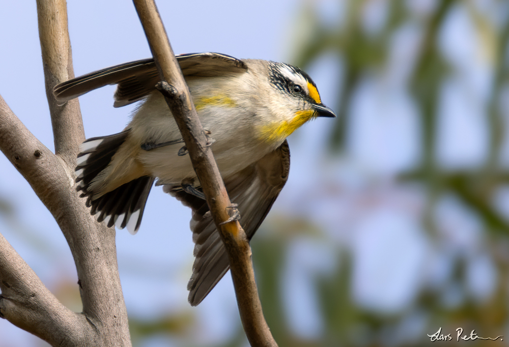 Striated Pardalote