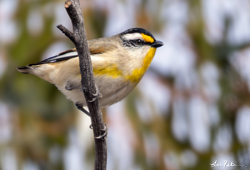 Striated Pardalote