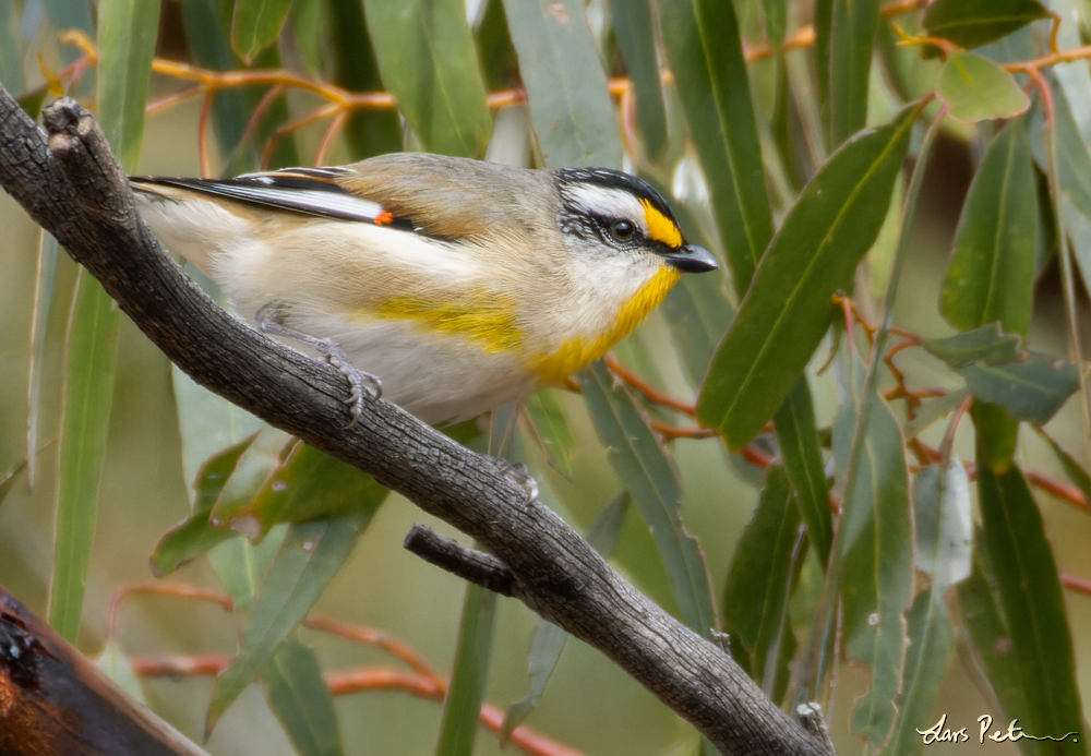 Striated Pardalote