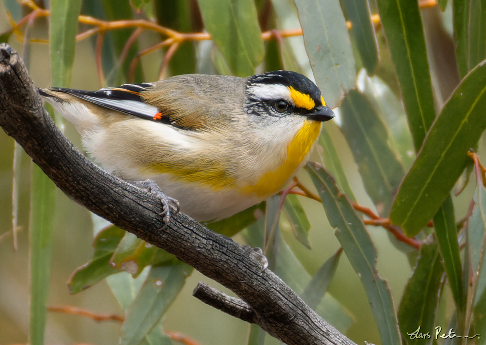 Striated Pardalote