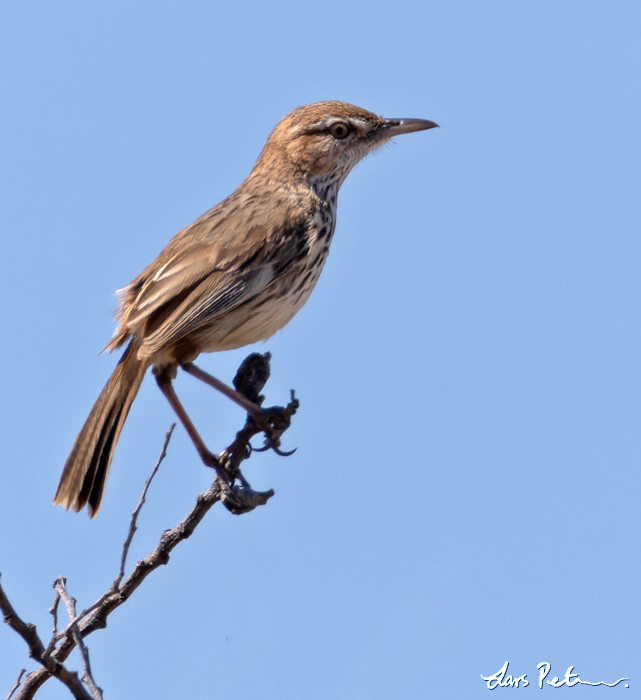 Rufous Fieldwren