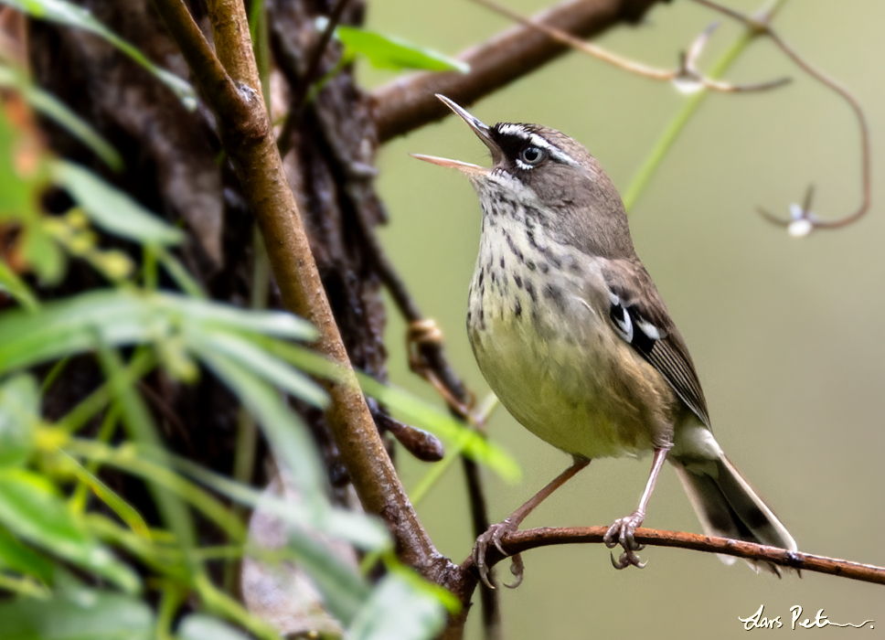 Spotted Scrubwren