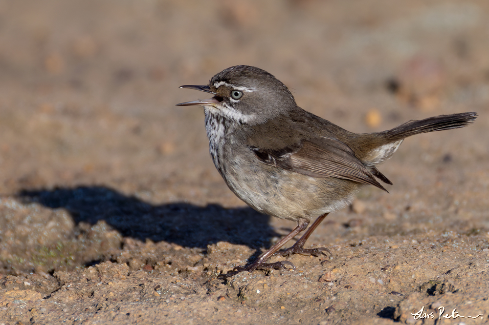 Spotted Scrubwren