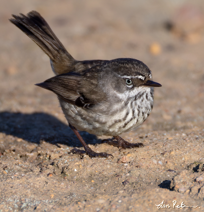 Spotted Scrubwren